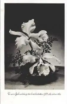 Orchideen Ikebana o 15.6.1957