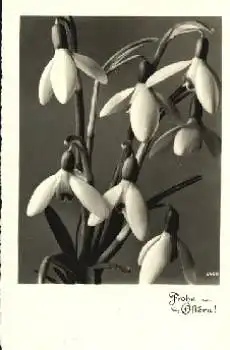 Schneeglöckchen o 23.4.1943