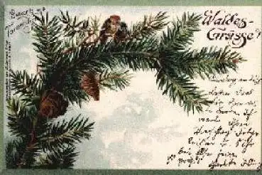 Postkarte mit Tannenduft o 22.8.1900