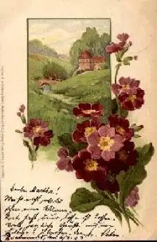 Primeln "Frühlings Erwachen" Künstlerkarte M&B 1162 o 7.3.1903