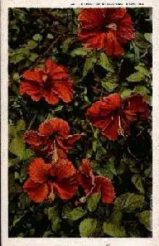 Hibiscus Blumen in Florida * ca. 1930