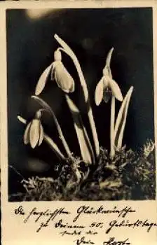 Schneeglöckchen Echtfotokarte o 13.4.1931