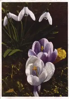 Schneeglöckchen und Krokusse gebr. ca. 1930