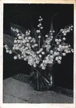 Maiglöckchen Blumen gebr. ca. 1940