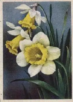 Narzissen * ca. 1950
