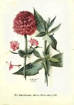 rote Spornblume * ca. 1950