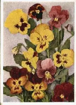 Stiefmütterchen Blumen * ca. 1950