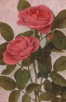 rosa Rosen aufgeblüht mit Knospe gebr. 18.3.1918