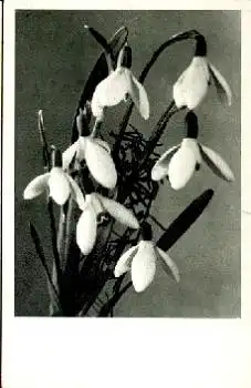 Schneeglöckchen *ca. 1930