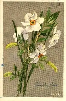 Narzissenstrauß Kuenstlerkarte V. Hancke o 28.5.1953