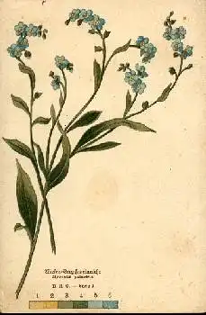 Wiesen Vergißmeinnicht Künstlerkarte * ca. 1900