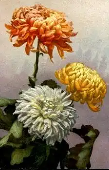 Dahlien Photochromie Serie 530 Nr.1039 gebr. 19.8.1913