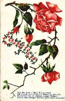 rote Rosen mit Spruch "Ewig Dein" o 25.10.1912