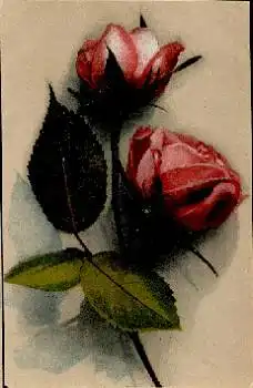 rote Rosen gebr. 1.3.1918