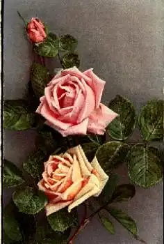 Rosefarbene und gelbliche Rosenblüte mit Knospe gebr. 25.1.1927