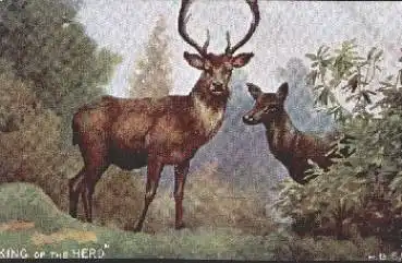 Hirsche Künstlerkarte H. B. S. "King of the Herd" * ca. 1930