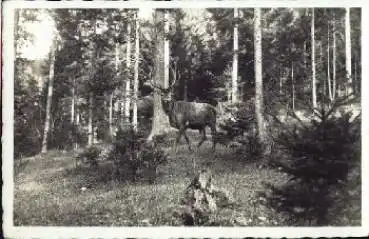 Hirsch im Wildpark Rottach-Egern * ca. 1940