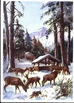 Hirsche Rotwild Künstlerkarte H. Pohl * ca.1950