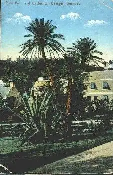 St. Goerges Bermuda Date Palm and Cactus  * ca. 1920