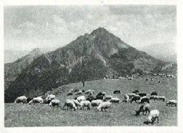 Schafherde Schafe auf der Weide, * ca. 1940