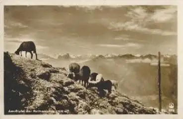 Schafe an der Reitherspitze Karwendelgebirge * ca. 1930