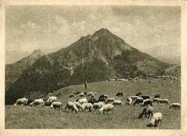 Schafe auf der Weide * ca. 1930