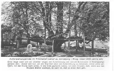 09546 Annaberg Erzgebirge Auferstehungslinde im Trinitatisfriedhof * ca. 1930