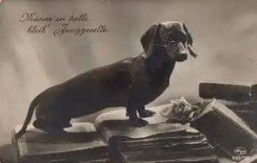 Dackel mit Brille auf Büchern Echtfoto * ca. 1930