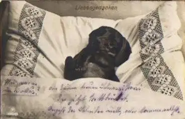 Dackel im Bett Echtfoto Liebesgedanken gebr. 21.11.1928