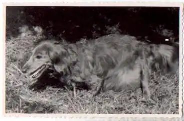 Hund Dackel im Gras Echtfoto * ca. 1950