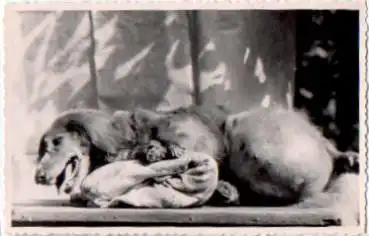 Dackel mit dicken Bauch, Echtfoto k. AK., * ca. 1950