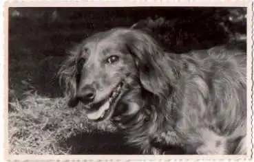 Dackel, Echtfoto k. AK., * ca. 1950