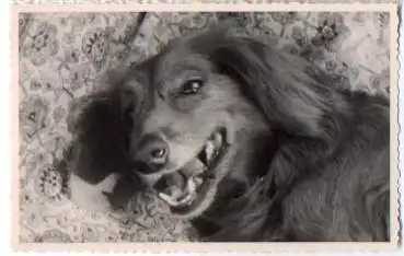Dackel, Echtfoto keine AK., * ca. 1950