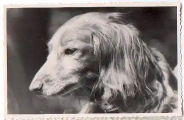 Dackel, Echtfoto k. AK., * ca. 1950