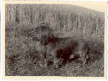 Dackel im Feld, Echtfoto k. AK., * ca. 1950