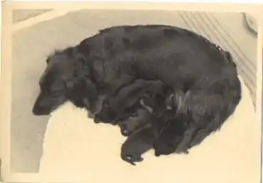 Dackel mit Welpen, Echtfoto k. AK., * ca. 1950