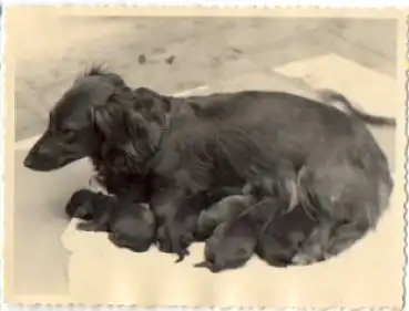 Dackel mit Welpen, Echtfoto k. AK., * ca. 1950