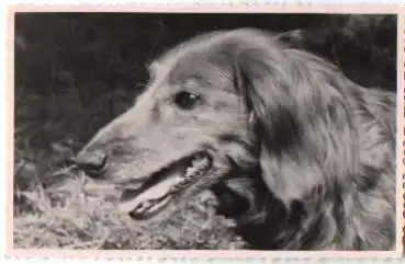 Dackel im Gras, Echtfoto Keine AK., * ca. 1950