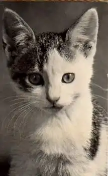 weisse Katze, gebr. ca. 1965