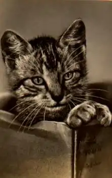 Katze sitzt in Kiste, gebr. ca. 1970