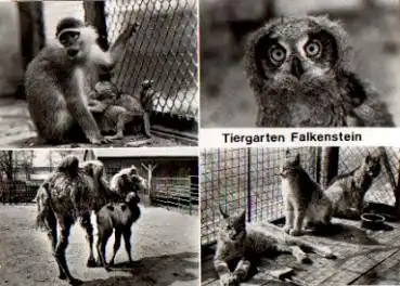 Falkenstein Tiergarten Zoo Eule Affe Katzen Kamel *ca. 1970