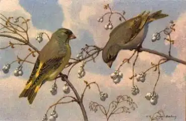 Grünfinken Künstlerkarte Eugen Hartung gebr. 2.5.1960