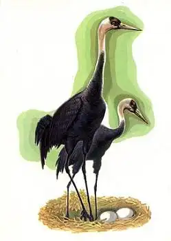 Fischreiher * ca. 1970