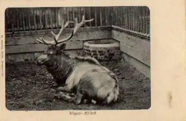 Wapiti-Hirsch * ca. 1900
