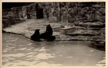 Seehunde, * ca. 1950