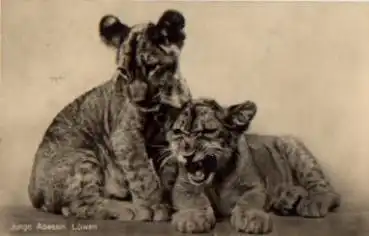 Junge Löwen gebr. ca. 1950