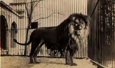 Löwenmännchen Echtfotokarte * ca. 1950