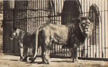 Löwen Paar Echtfoto * ca. 1950