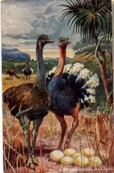 Vogelstrauß Paar Künstlerkarte E. von Baumgarten * ca. 1910