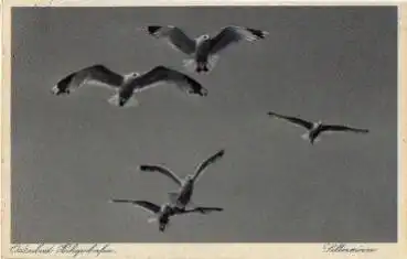 Silbermöwen in Heiligenhafen * ca. 1950